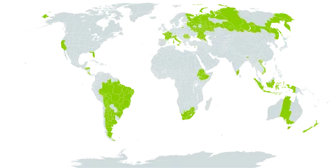 Acacia retinodes world distribution map, present in Argentina, Australia, Bolivia (Plurinational State of), Brazil, Costa Rica, Cyprus, Spain, Ethiopia, France, Georgia, Honduras, Indonesia, India, Italy, Mauritius, New Zealand, Portugal, Romania, Russian Federation, United States of America, Viet Nam, and South Africa