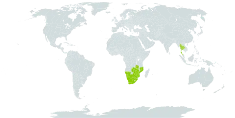 Acacia robusta subsp. clavigera world distribution map, present in Botswana, Mozambique, Malawi, Namibia, Thailand, South Africa, Zambia, and Zimbabwe