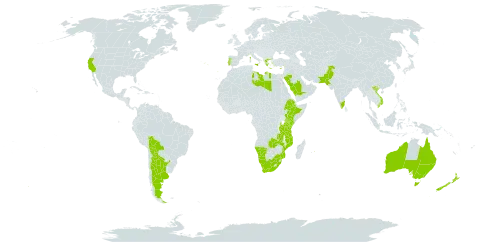 Acacia saligna world distribution map, present in Argentina, Australia, Bolivia (Plurinational State of), Cyprus, Ethiopia, France, Greece, India, Israel, Italy, Kenya, Libya, Mozambique, Mauritius, Namibia, New Zealand, Pakistan, Portugal, Saudi Arabia, Tanzania, United Republic of, United States of America, Viet Nam, South Africa, and Zambia