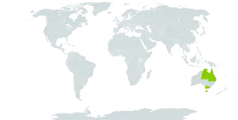 Acacia shirleyi world distribution map, present in Australia