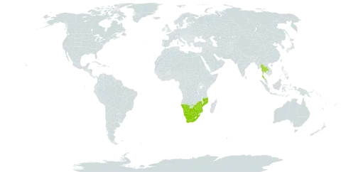 Acacia tortilis subsp. heteracantha world distribution map, present in Botswana, Mozambique, Namibia, Thailand, South Africa, and Zimbabwe