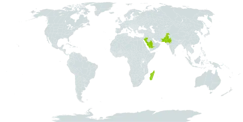 Acacia tortilis subsp. raddiana world distribution map, present in India, Madagascar, Pakistan, and Saudi Arabia