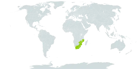 Acacia welwitschii subsp. delagoensis world distribution map, present in Mozambique, Malawi, South Africa, and Zimbabwe