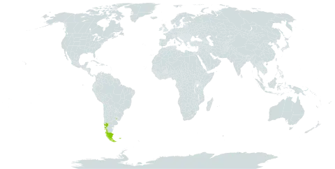 Acaena antarctica world distribution map, present in Argentina, Chile, Falkland Islands (Malvinas), and Uruguay