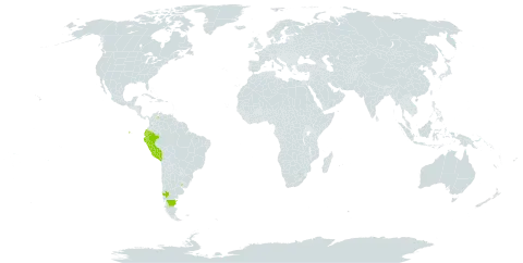 Acaena argentea world distribution map, present in Argentina, Chile, Ecuador, Peru, Uruguay, and Venezuela (Bolivarian Republic of)