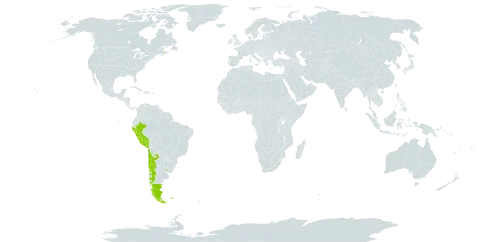 Acaena magellanica world distribution map, present in Argentina, French Southern Territories, Canada, Chile, Falkland Islands (Malvinas), New Zealand, Peru, South Georgia and the South Sandwich Islands, and Uruguay