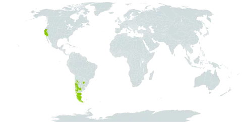 Acaena pinnatifida world distribution map, present in Argentina, Chile, Uruguay, and United States of America