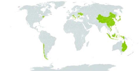 Acalypha australis world distribution map, present in Australia, Bulgaria, Chile, China, Indonesia, India, Italy, Japan, Korea (Republic of), Lao People's Democratic Republic, Philippines, Korea (Democratic People's Republic of), Turks and Caicos Islands, Taiwan, Province of China, Ukraine, United States of America, and Viet Nam