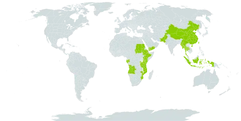 Acalypha brachystachya world distribution map, present in Angola, Burkina Faso, China, Ethiopia, Gabon, Indonesia, Kenya, Myanmar, Mozambique, Nepal, Pakistan, Rwanda, Sudan, Thailand, Taiwan, Province of China, Tanzania, United Republic of, Uganda, and Yemen