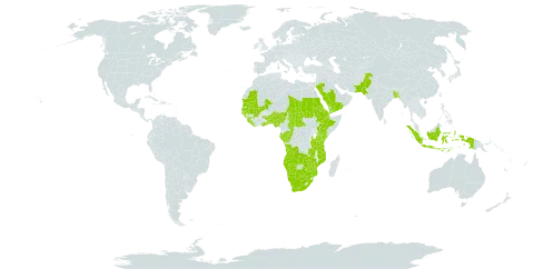 Acalypha ciliata world distribution map, present in Angola, Benin, Bangladesh, Botswana, Central African Republic, Congo, Djibouti, Eritrea, Ethiopia, Gabon, Ghana, Guinea, Gambia, Guinea-Bissau, Indonesia, Kenya, Liberia, Sri Lanka, Mali, Mozambique, Mauritania, Namibia, Nigeria, Nepal, Pakistan, Saudi Arabia, Sudan, Senegal, Sierra Leone, Chad, Togo, Tanzania, United Republic of, Uganda, Yemen, South Africa, Zambia, and Zimbabwe