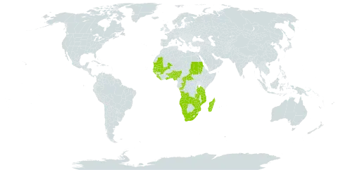 Acalypha fimbriata world distribution map, present in Angola, Benin, Burkina Faso, Central African Republic, Congo, Ghana, Guinea, Gambia, Guinea-Bissau, Liberia, Madagascar, Mali, Mozambique, Mauritania, Namibia, Nigeria, Sudan, Senegal, Sierra Leone, Togo, Tanzania, United Republic of, Uganda, South Africa, Zambia, and Zimbabwe