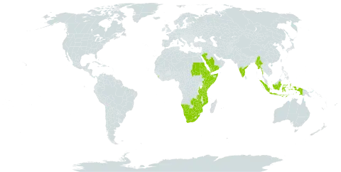 Acalypha fruticosa world distribution map, present in Burkina Faso, Botswana, Djibouti, Eritrea, Ethiopia, Indonesia, India, Kenya, Sri Lanka, Myanmar, Mozambique, Namibia, Saudi Arabia, Sudan, Somalia, Tanzania, United Republic of, Uganda, Yemen, South Africa, Zambia, and Zimbabwe