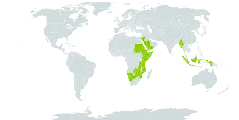 Acalypha fruticosa var. fruticosa world distribution map, present in Burkina Faso, Botswana, Djibouti, Eritrea, Ethiopia, Indonesia, Kenya, Myanmar, Mozambique, Namibia, Saudi Arabia, Sudan, Somalia, Tanzania, United Republic of, Uganda, Yemen, Zambia, and Zimbabwe