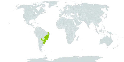 Acalypha gracilis world distribution map, present in Brazil, Paraguay, and Uruguay