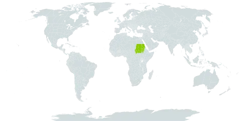 Acalypha hochstetteriana world distribution map, present in Sudan