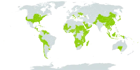 Acalypha world distribution map, present in Aruba, Angola, Åland Islands, Andorra, Australia, Benin, Burkina Faso, Bangladesh, Bulgaria, Bahamas, Belize, Bermuda, Bolivia (Plurinational State of), Botswana, Central African Republic, Chile, China, Congo, Cook Islands, Comoros, Costa Rica, Cuba, Cayman Islands, Djibouti, Dominica, Ecuador, Eritrea, Ethiopia, Fiji, Micronesia (Federated States of), Gabon, Georgia, Ghana, Guinea, Gambia, Guinea-Bissau, Guatemala, Guyana, Honduras, Haiti, Indonesia, Italy, Jamaica, Japan, Kenya, Lao People's Democratic Republic, Liberia, Lesotho, Moldova (Republic of), Madagascar, Maldives, Mali, Myanmar, Mozambique, Mauritania, Mauritius, Malaysia, Namibia, Norfolk Island, Nigeria, Nicaragua, Nepal, Oman, Pakistan, Panama, Peru, Philippines, Puerto Rico, Korea (Democratic People's Republic of), Paraguay, Réunion, Rwanda, Saudi Arabia, Sudan, Senegal, Solomon Islands, Sierra Leone, Somalia, Suriname, eSwatini, Seychelles, Turks and Caicos Islands, Chad, Togo, Thailand, Tonga, Tuvalu, Taiwan, Province of China, Tanzania, United Republic of, Uganda, Ukraine, Uruguay, United States of America, Venezuela (Bolivarian Republic of), Viet Nam, Vanuatu, Wallis and Futuna, Samoa, Yemen, Zambia, and Zimbabwe