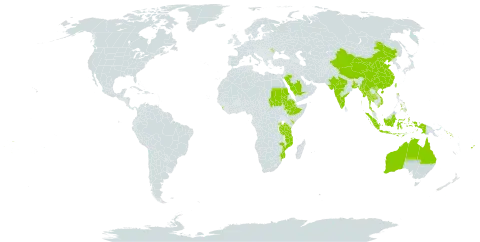 Acalypha lanceolata world distribution map, present in Australia, Bangladesh, China, Cook Islands, Ethiopia, Fiji, Indonesia, India, Kenya, Sri Lanka, Moldova (Republic of), Maldives, Myanmar, Mozambique, Philippines, Rwanda, Saudi Arabia, Sudan, Solomon Islands, Thailand, Tonga, Taiwan, Province of China, Tanzania, United Republic of, Uganda, United States of America, Viet Nam, and Samoa