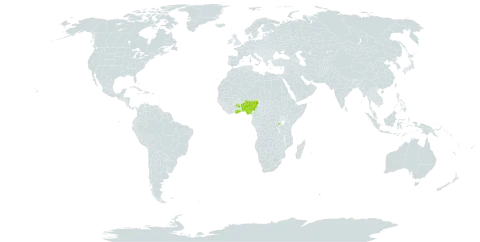 Acalypha manniana world distribution map, present in Benin, Burkina Faso, Ghana, Nigeria, Rwanda, and Uganda