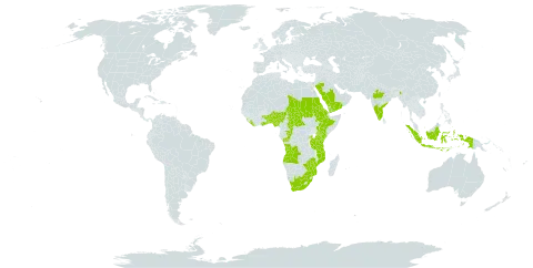 Acalypha paniculata world distribution map, present in Angola, Benin, Burkina Faso, Central African Republic, Congo, Eritrea, Ethiopia, Ghana, Indonesia, India, Kenya, Liberia, Sri Lanka, Maldives, Mozambique, Nigeria, Rwanda, Saudi Arabia, Sudan, Chad, Togo, Tanzania, United Republic of, Uganda, Yemen, South Africa, and Zimbabwe