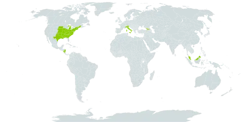 Acalypha virginica world distribution map, present in Åland Islands, Micronesia (Federated States of), Georgia, Italy, Malaysia, Nicaragua, and United States of America