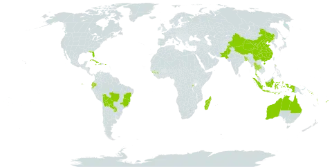 Acalypha wilkesiana world distribution map, present in Australia, Bangladesh, Bolivia (Plurinational State of), Brazil, China, Cook Islands, Cuba, Dominica, Ecuador, Fiji, Guinea, Haiti, Indonesia, Jamaica, Madagascar, Norfolk Island, Pakistan, Puerto Rico, Paraguay, Rwanda, Solomon Islands, Thailand, Tonga, Tuvalu, United States of America, and Vanuatu