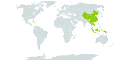 Acampe praemorsa world distribution map, present in Andorra, Bangladesh, China, Cuba, Indonesia, Lao People's Democratic Republic, Myanmar, Nepal, Philippines, Thailand, Taiwan, Province of China, and Viet Nam