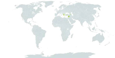 Acantholimon ulicinum world distribution map, present in Albania, Armenia, Greece, Lebanon, North Macedonia, Montenegro, Syrian Arab Republic, and Turkey