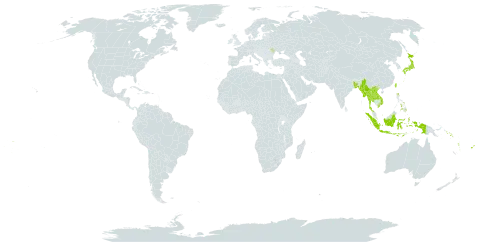 Acanthophippium world distribution map, present in Bangladesh, Fiji, Indonesia, Japan, Lao People's Democratic Republic, Moldova (Republic of), Myanmar, Nepal, Philippines, Solomon Islands, Thailand, Tonga, Taiwan, Province of China, Viet Nam, Vanuatu, Wallis and Futuna, and Samoa