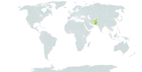 Acanthophyllum laxiflorum world distribution map, present in Afghanistan and Pakistan