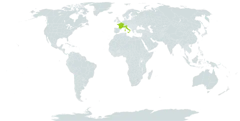 Acanthoprasium frutescens world distribution map, present in France and Italy