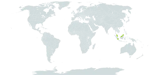 Acanthus flexicaulis world distribution map, present in Indonesia and Malaysia