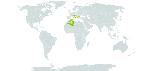 Acanthus spinosus world distribution map, present in Albania, Bulgaria, Bosnia and Herzegovina, Algeria, Greece, Croatia, Italy, North Macedonia, and Montenegro