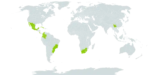 Acca sellowiana world distribution map, present in Brazil, China, Colombia, Costa Rica, Cuba, Mexico, Niue, Uruguay, and South Africa