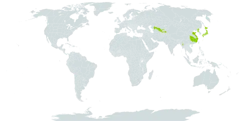 Acer buergerianum world distribution map, present in China, Japan, Myanmar, Korea (Democratic People's Republic of), Tajikistan, and Uzbekistan