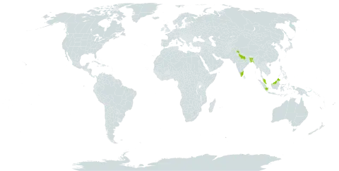 Acer caesium world distribution map, present in Afghanistan, Bangladesh, China, Indonesia, India, Malaysia, Nepal, and Pakistan