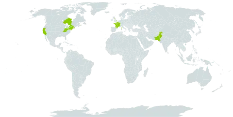 Acer campestre world distribution map, present in Canada, France, United Kingdom of Great Britain and Northern Ireland, Pakistan, and United States of America