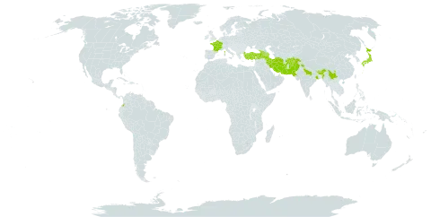 Acer cappadocicum world distribution map, present in Afghanistan, Armenia, Azerbaijan, Bhutan, China, Colombia, France, Georgia, India, Iran (Islamic Republic of), Japan, Nepal, Pakistan, and Turkey