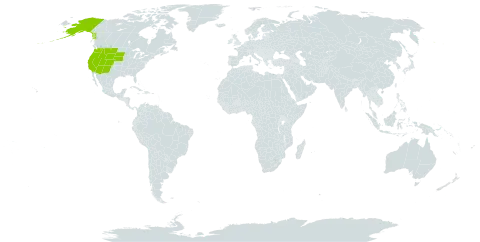 Acer glabrum world distribution map, present in United States of America