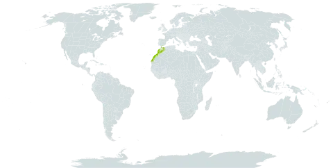 Acer granatense world distribution map, present in Morocco