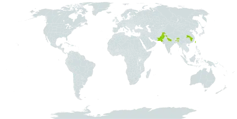 Acer oblongum world distribution map, present in China, India, Pakistan, and Taiwan, Province of China