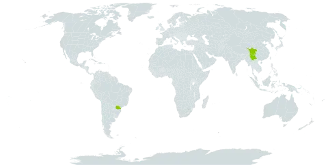 Acer pectinatum subsp. forrestii world distribution map, present in Brazil and China