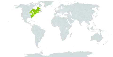 Acer pensylvanicum world distribution map, present in Canada and United States of America