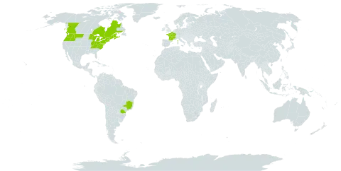 Acer platanoides world distribution map, present in Brazil, Canada, France, and United States of America