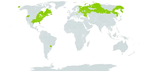 Acer rubrum world distribution map, present in Belarus, Brazil, Canada, Russian Federation, Slovakia, and United States of America