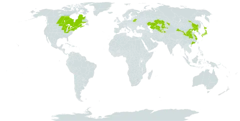 Acer tataricum subsp. ginnala world distribution map, present in Belarus, Canada, China, Japan, Kazakhstan, Korea (Democratic People's Republic of), Tajikistan, United States of America, and Uzbekistan