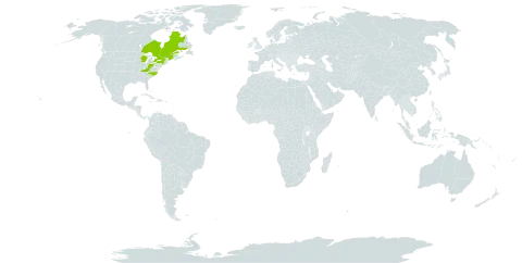 Acer x freemanii world distribution map, present in Canada and United States of America