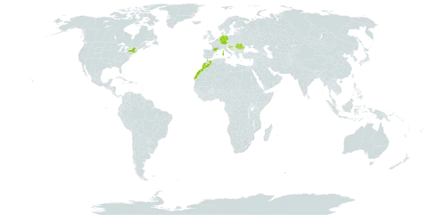 Achillea ageratum world distribution map, present in Belgium, Germany, Spain, France, United Kingdom of Great Britain and Northern Ireland, Croatia, Italy, Morocco, Portugal, Romania, and United States of America