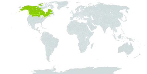 Achillea alpina subsp. multiflora world distribution map, present in Canada and United States of America