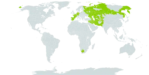 Achillea arabica world distribution map, present in Afghanistan, Armenia, Azerbaijan, Cyprus, Germany, Spain, France, Georgia, Iran (Islamic Republic of), Iraq, Israel, Kazakhstan, Kyrgyzstan, Lebanon, Pakistan, Russian Federation, Saudi Arabia, Syrian Arab Republic, Tajikistan, Turkmenistan, Uzbekistan, and South Africa