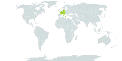 Achillea atrata world distribution map, present in Austria, Switzerland, Germany, France, Italy, Liechtenstein, and Slovenia